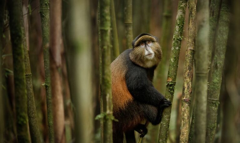 Golden monkey in the bamboo forest of Mgahinga Gorilla National Park