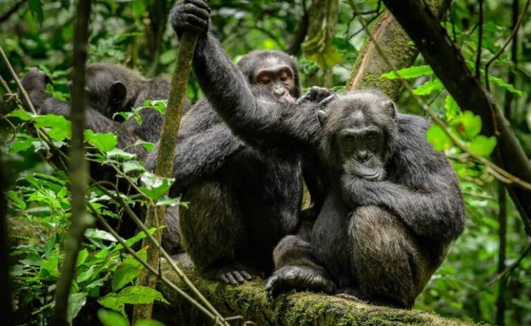 Kibale Forest National Park: 10 Amazing Things to Do in Uganda’s Primate Capital Chimpanzee safari in Kibale Forest National Park