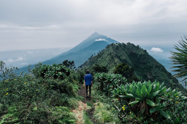 Mgahinga Gorilla National Park: Complete Guide to Gorillas, Golden Monkeys and Volcanoes Hiker on a ridge trail toward a Virunga volcano in Mgahinga Gorilla National Park