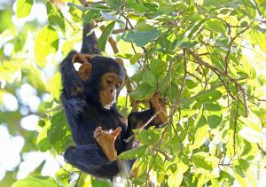 Kibale Forest Chimp Trek