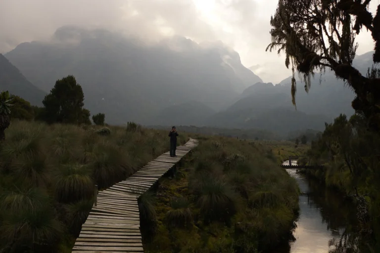 Rwenzori Mountains National Park: Complete Guide to Hiking the Mountains of the Moon Boardwalk through the bogs on a Rwenzori Mountains trek