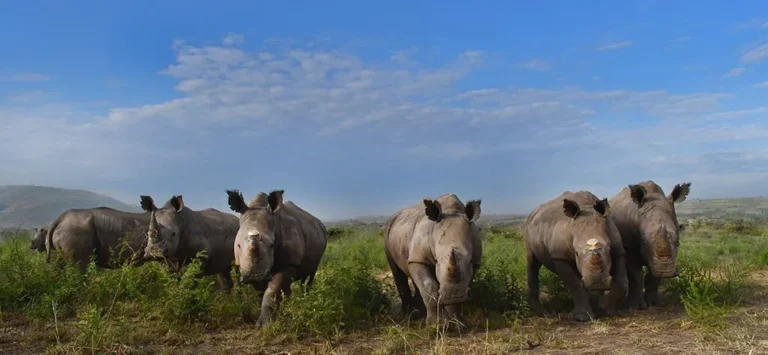 Akagera National Park: The Complete Guide to 10 Amazing Things to Do on a Rwanda Big Five Safari Conservation success in Akagera National Park Rwanda