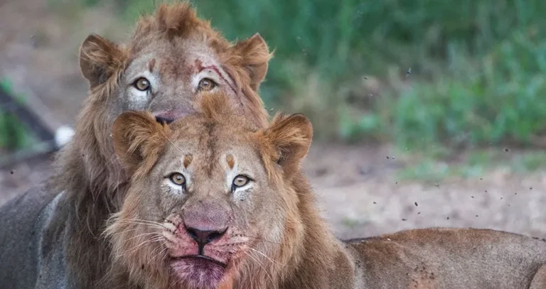 Akagera National Park: The Complete Guide to 10 Amazing Things to Do on a Rwanda Big Five Safari Animals in Akagera National Park on a Rwanda game drive