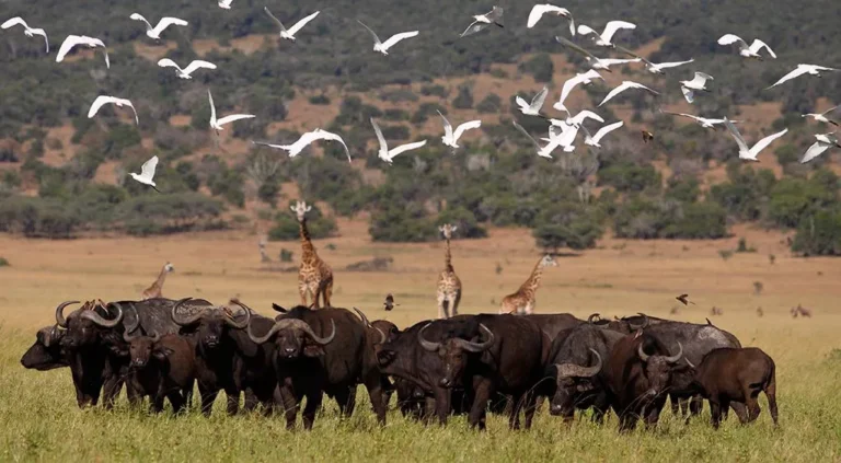 Akagera National Park: The Complete Guide to 10 Amazing Things to Do on a Rwanda Big Five Safari Best time to visit Akagera National Park for wildlife
