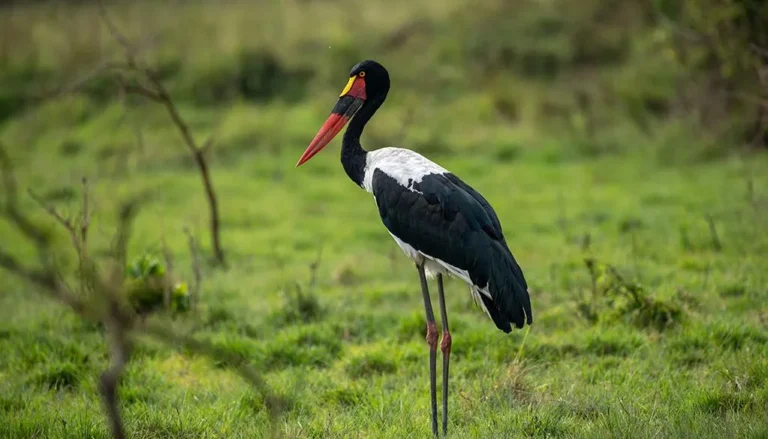 Akagera National Park: The Complete Guide to 10 Amazing Things to Do on a Rwanda Big Five Safari Birding in Akagera National Park, Rwanda