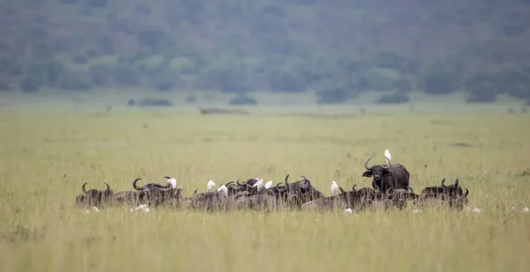 Akagera National Park: The Complete Guide to 10 Amazing Things to Do on a Rwanda Big Five Safari Akagera National Park savannah safari in eastern Rwanda