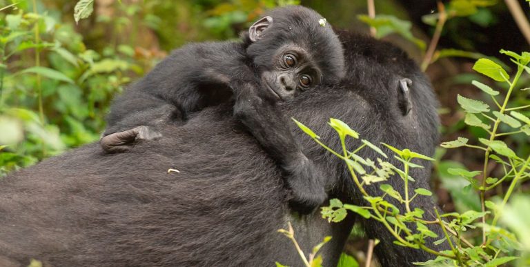 Uganda Fly-In Safari: Fly to the Gorillas and Parks in an Hour Baby mountain gorilla riding on its mother's back in Bwindi