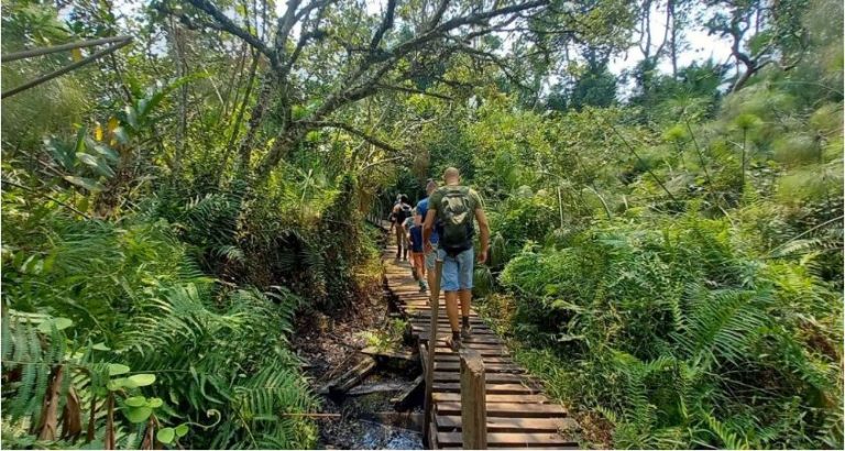 Kibale Forest National Park: 10 Amazing Things to Do in Uganda’s Primate Capital Bigodi Wetland Sanctuary near Kibale Forest National Park