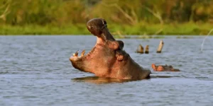 Kazinga Channel tour