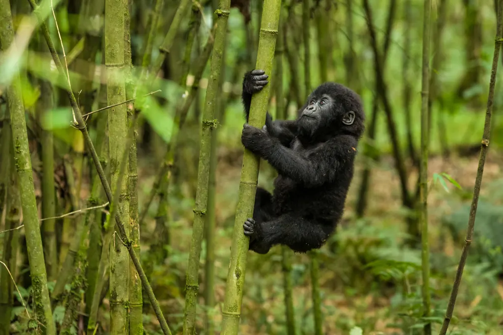 2 Day Gorilla Trekking Uganda