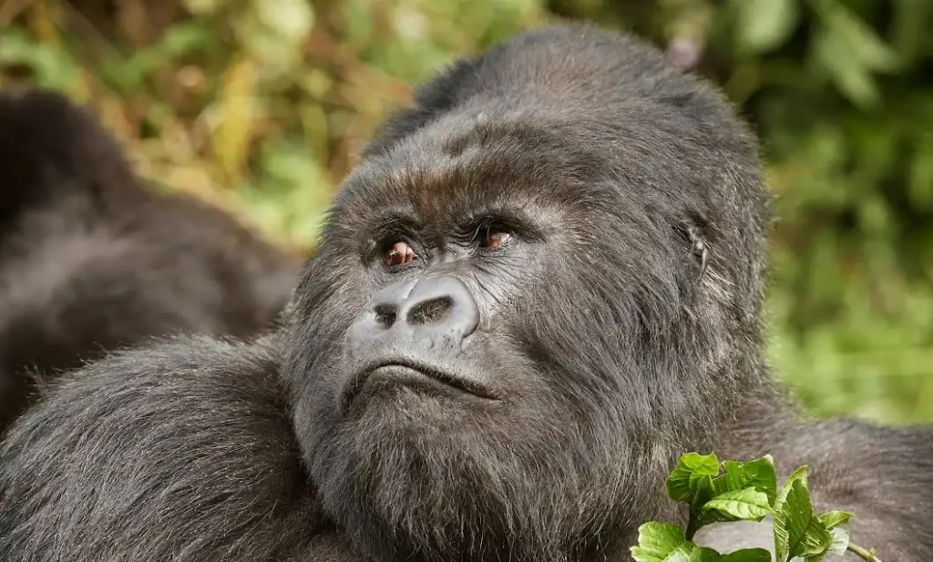 3 day gorilla trekking Uganda (3)