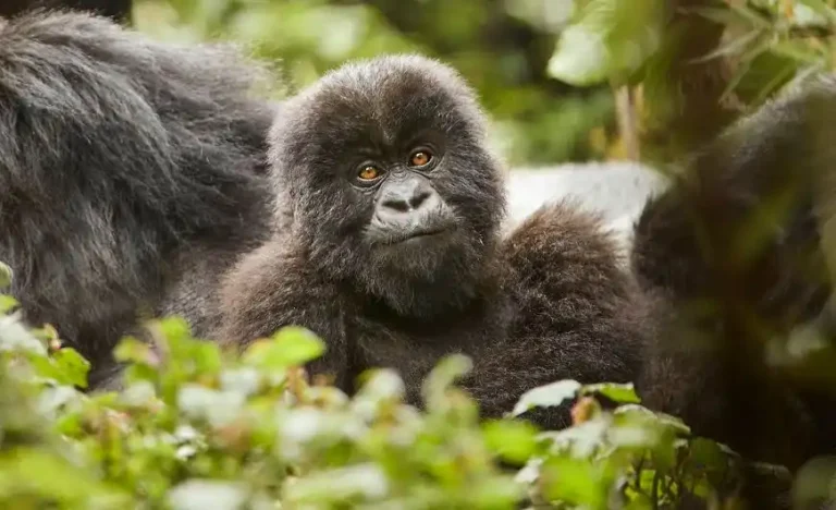 3 Day Gorilla Trekking Uganda: By Road, by Air or from Kigali Mother mountain gorilla with her young in Bwindi Impenetrable Forest