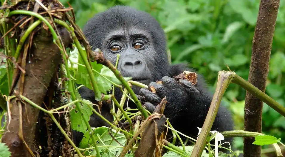 3 day gorilla trekking Uganda