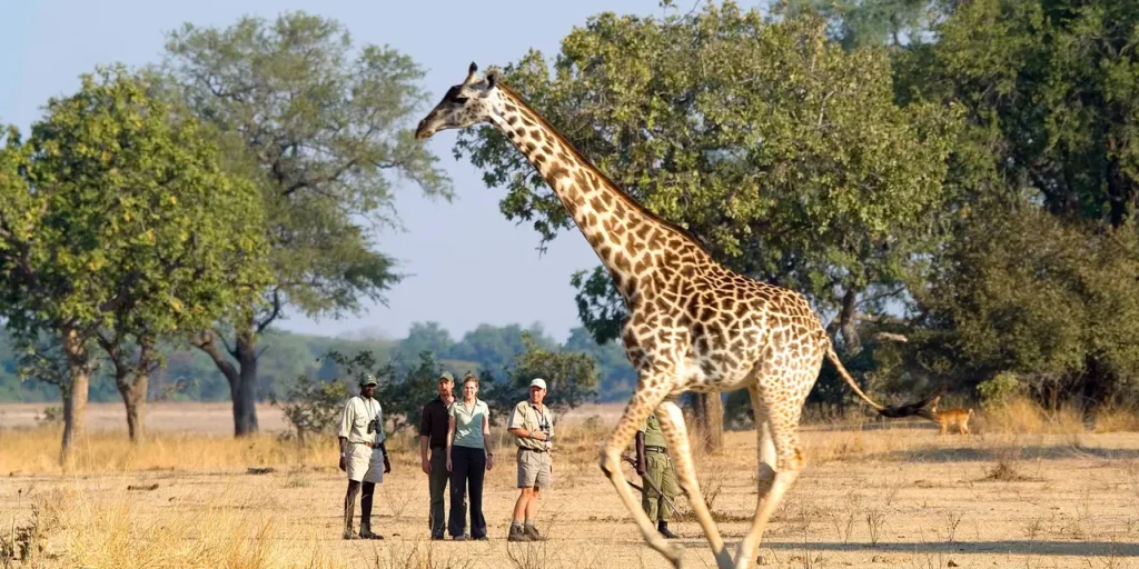 Best Places To See Giraffes in Africa 2 (1