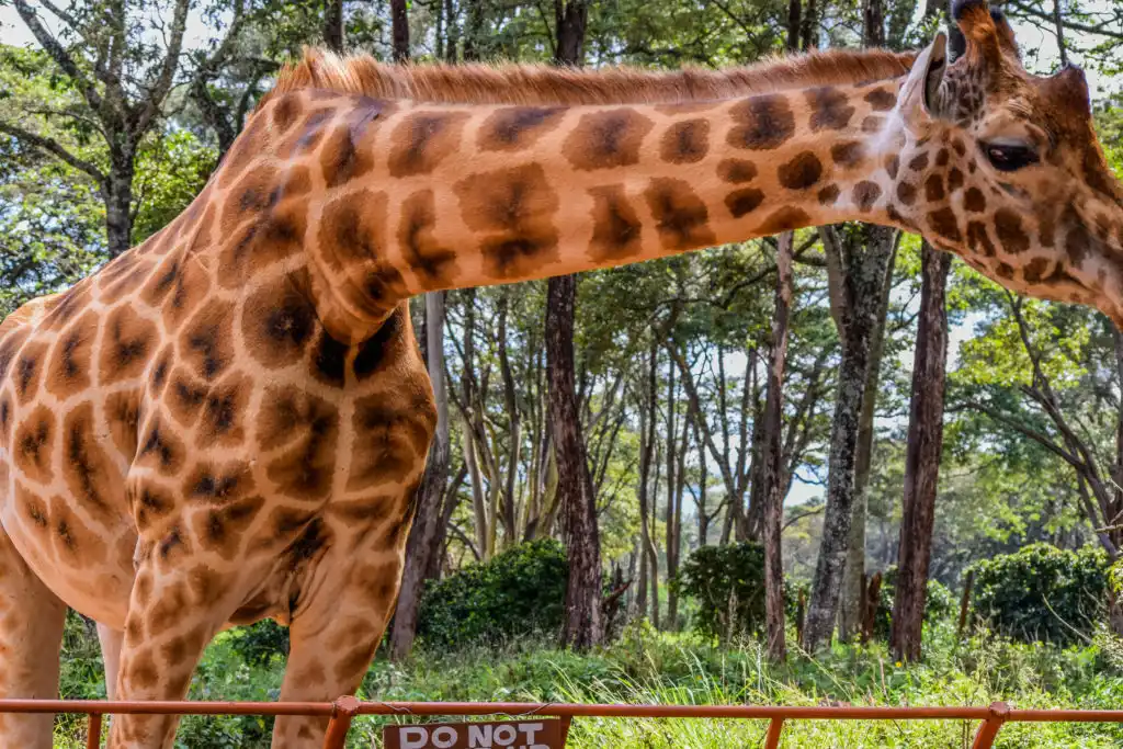 Best Places To See Giraffes in Africa