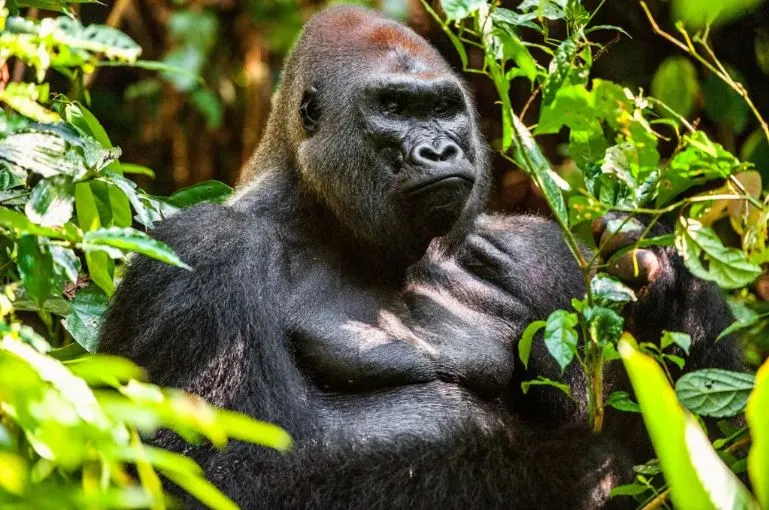 Where To See Gorillas in Africa (