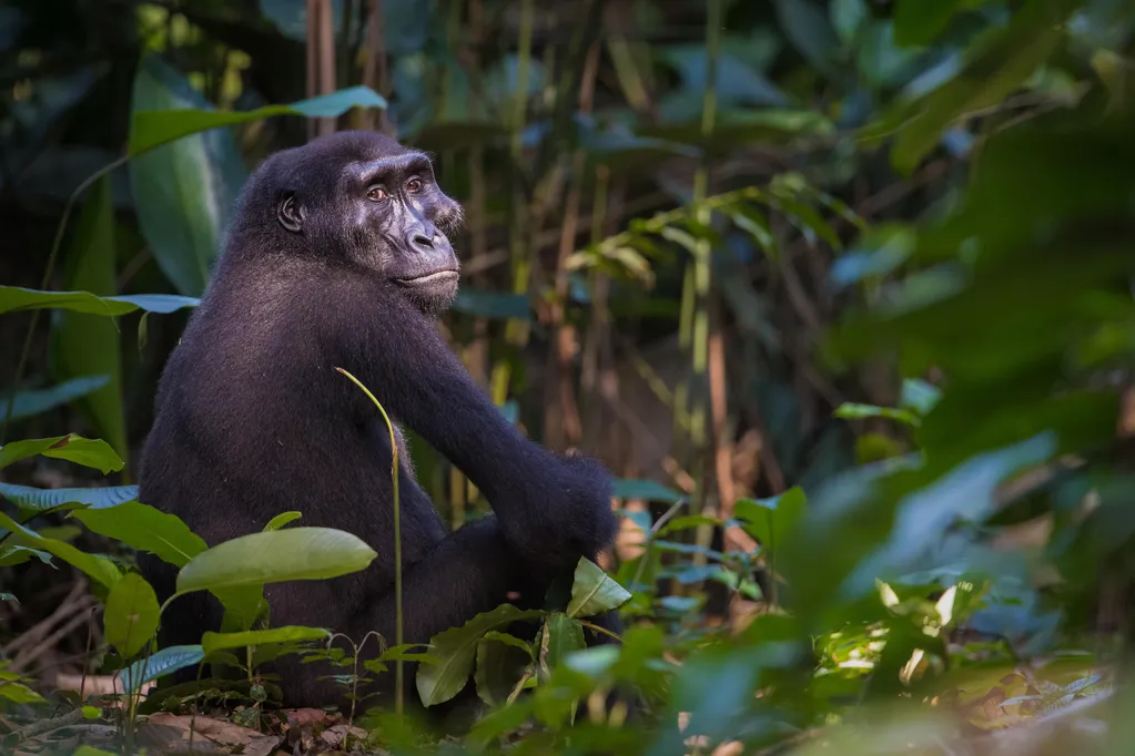 Where To See Gorillas in Africa