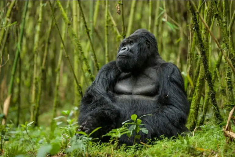 Where To See Gorillas in Africa