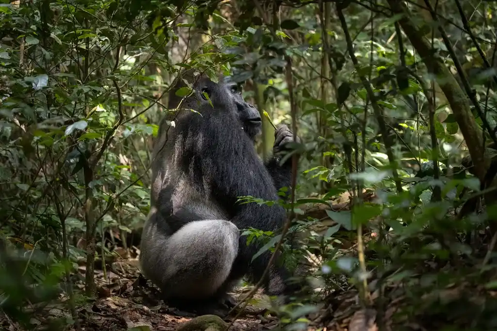 Where To See Gorillas in Africa