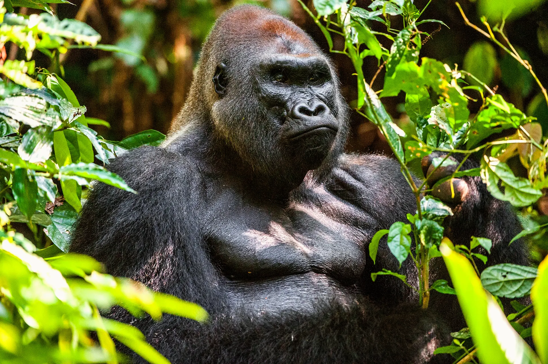 Where To See Gorillas in Africa