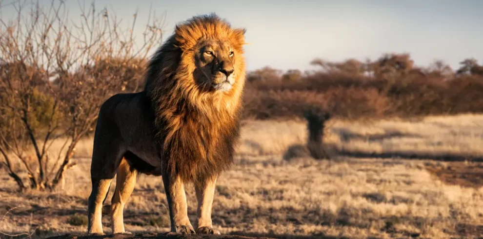 Where to see lions in Africa? 14 Best Places To Go
