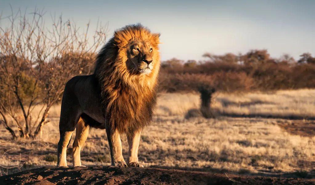Where to See Lions in Africa
