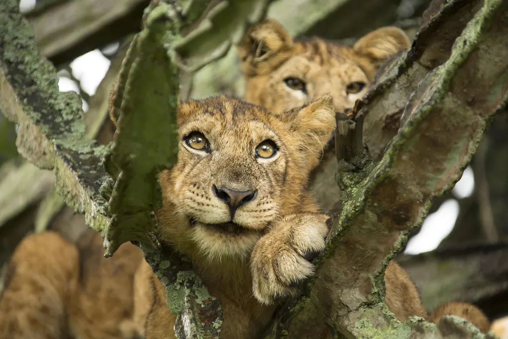 Where to See Lions in Africa