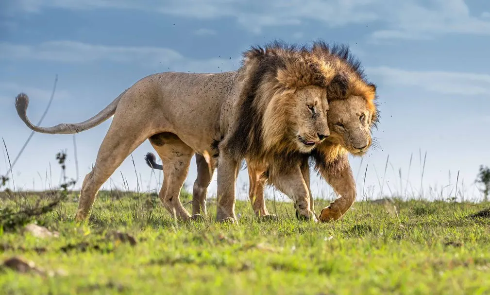 Where to See Lions in Africa (6)