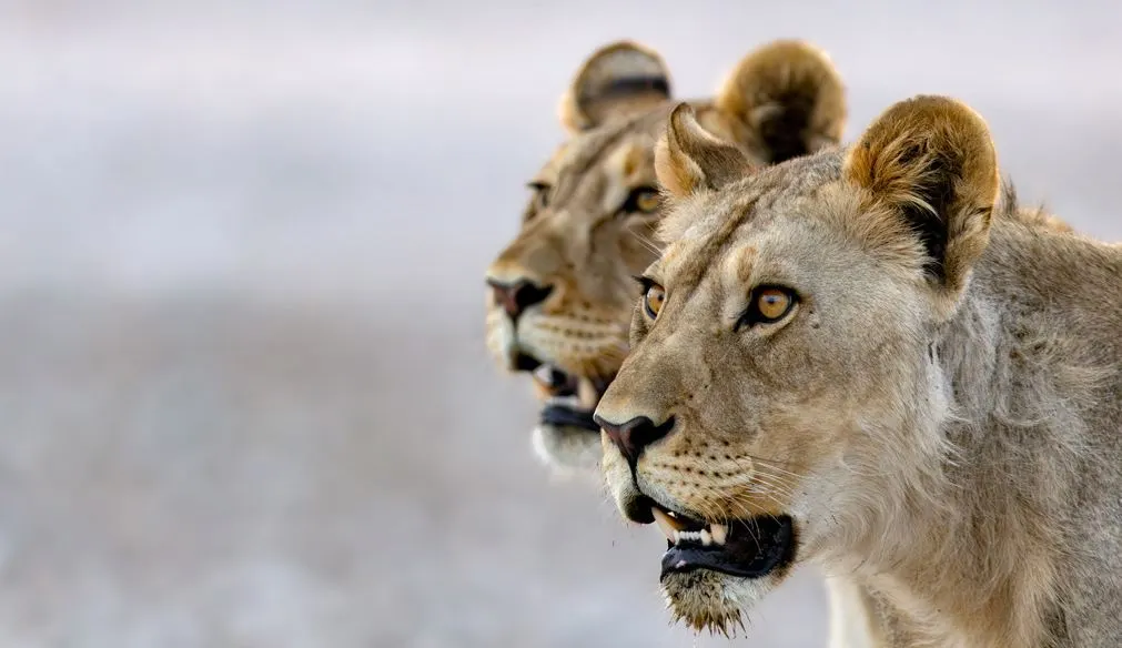 Where to See Lions in Africa (7)
