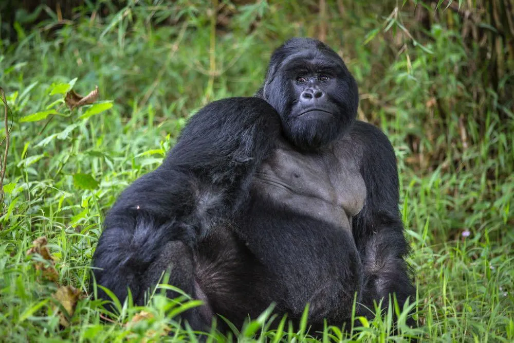 best gorilla trekking tours