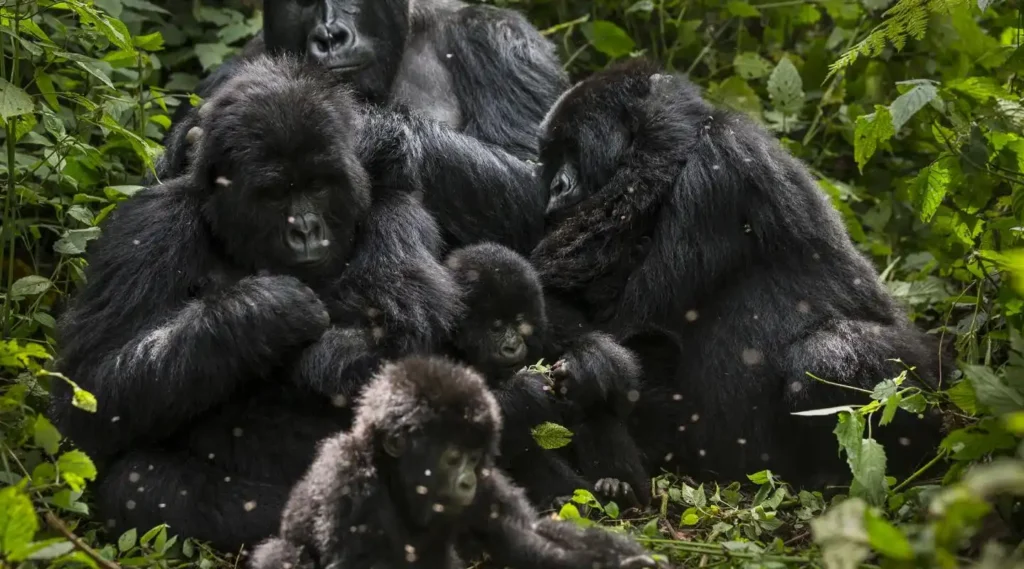 Rwanda gorilla trekking tours