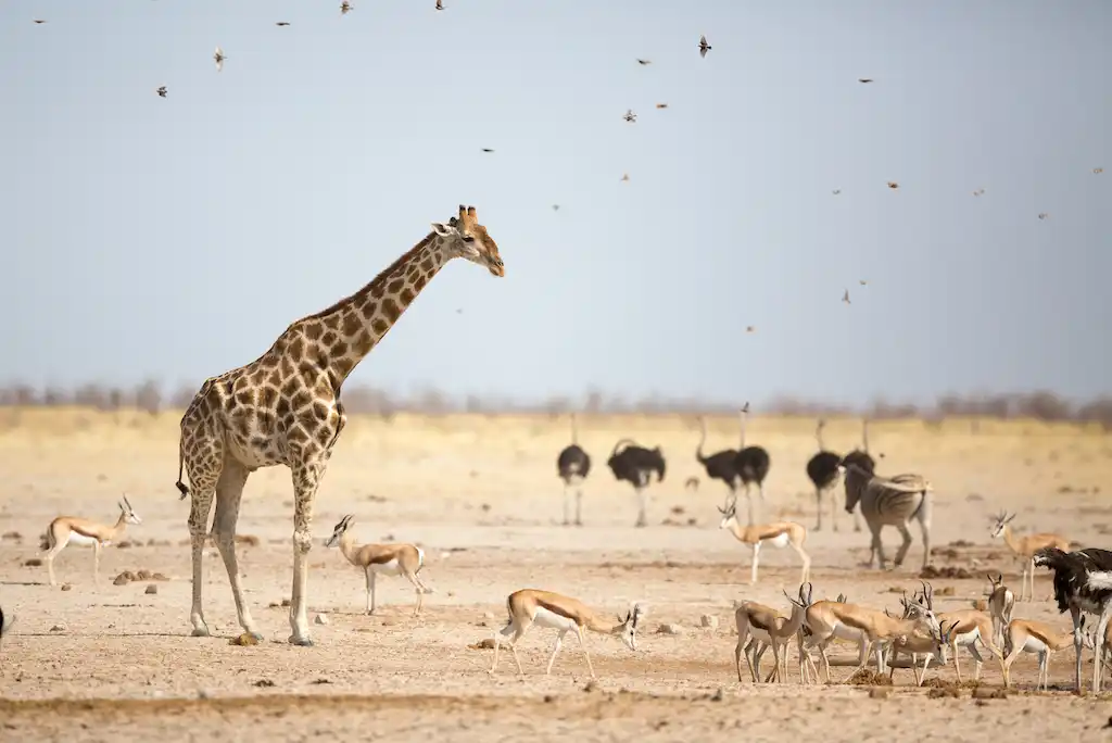 best places to see giraffes in Africa (1)