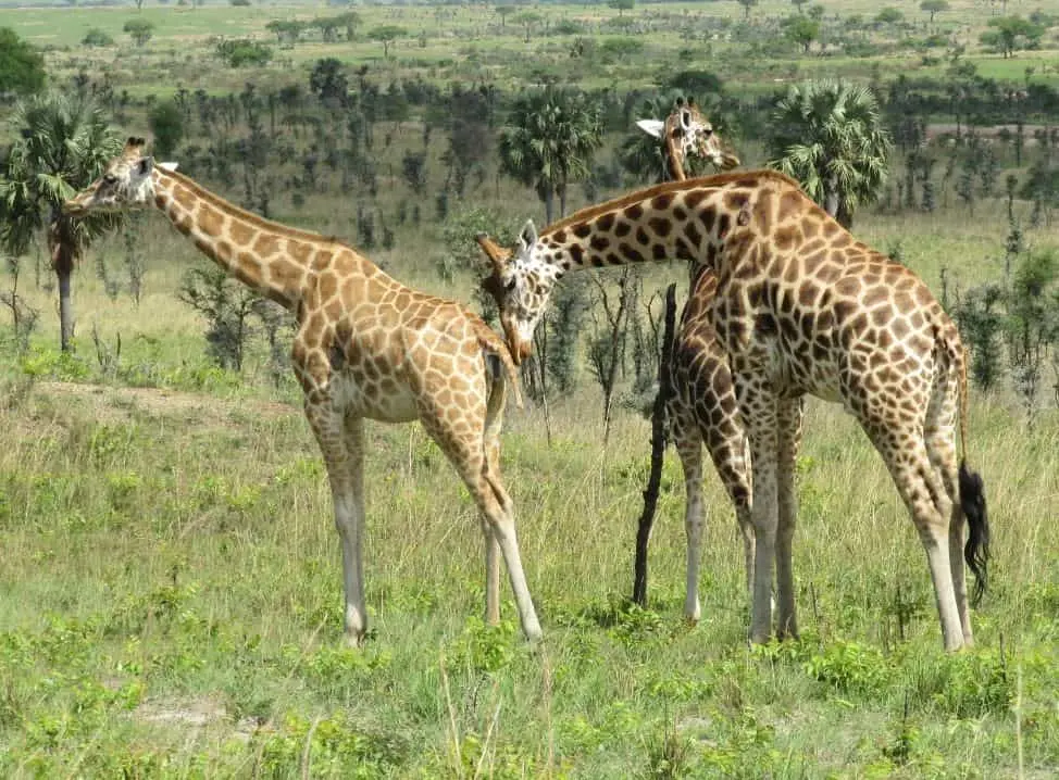 best places to see giraffes in Africa (2)