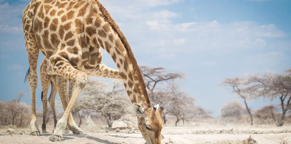 13 Best Places See Giraffes in Africa