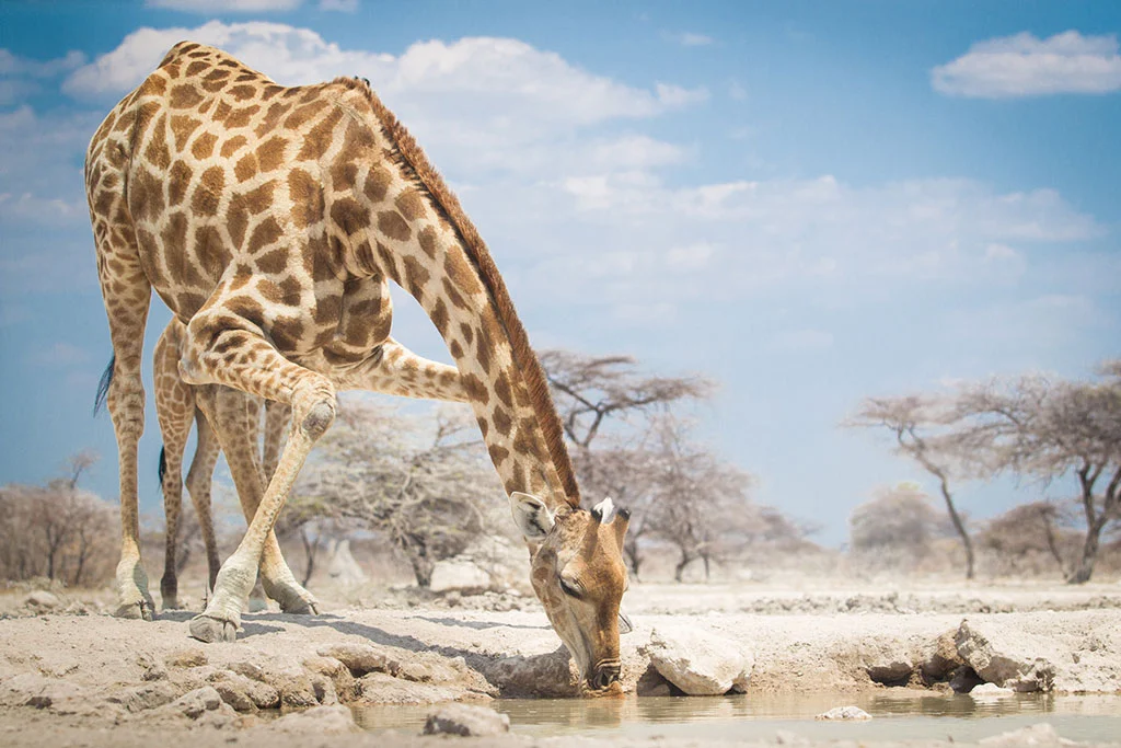 best places to see giraffes in Africa
