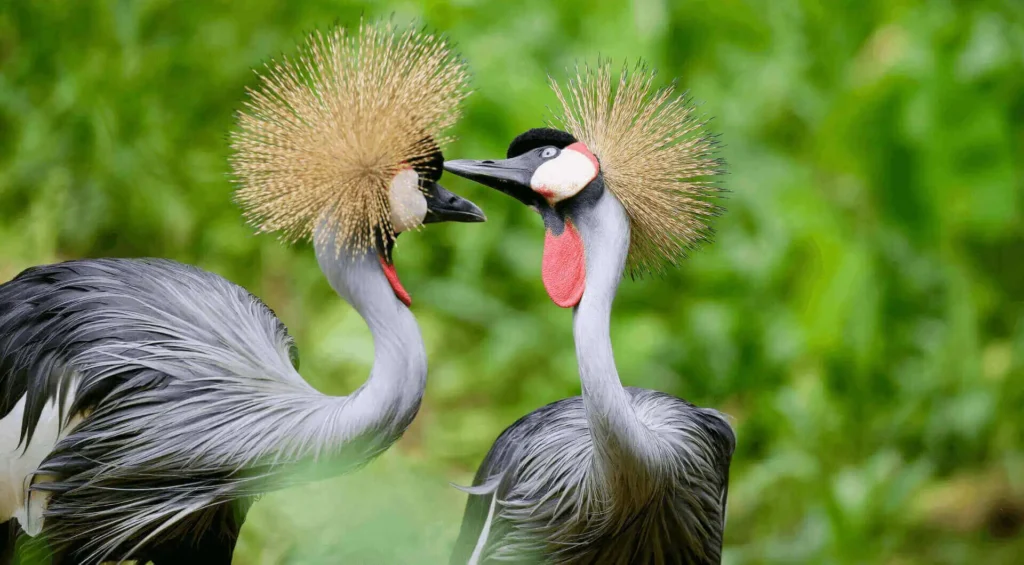 Bird watching in Uganda