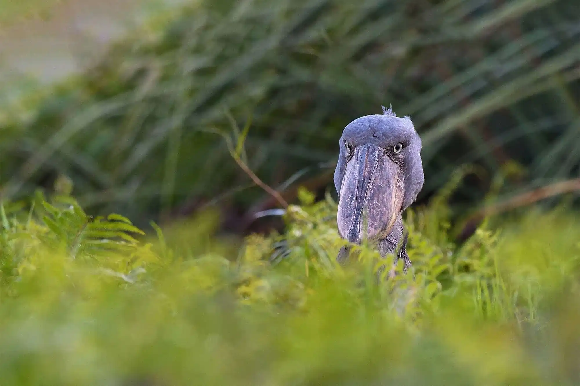 Bird watching in Uganda (1)