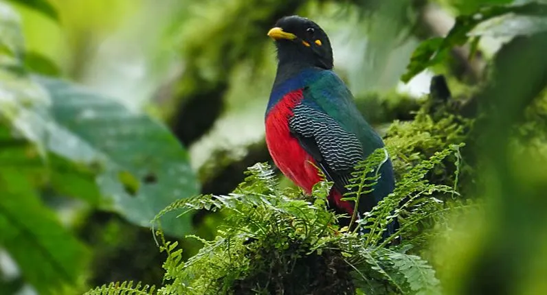 Bird watching in Uganda