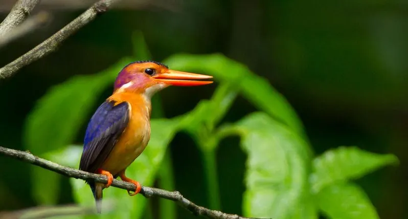 Uganda birding tours