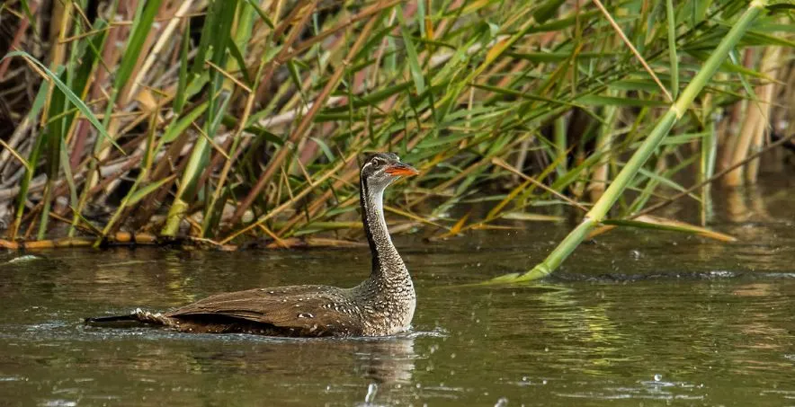 Bird watching in Uganda