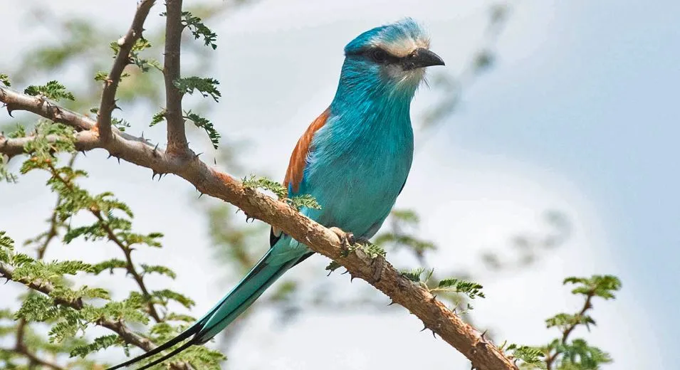 Birding In Uganda