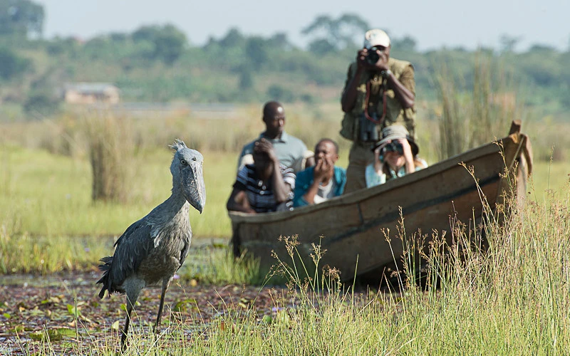 Birding In Uganda