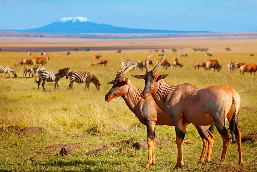 National Parks in Tanzania