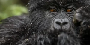 Rwanda Gorilla Trekking Tours