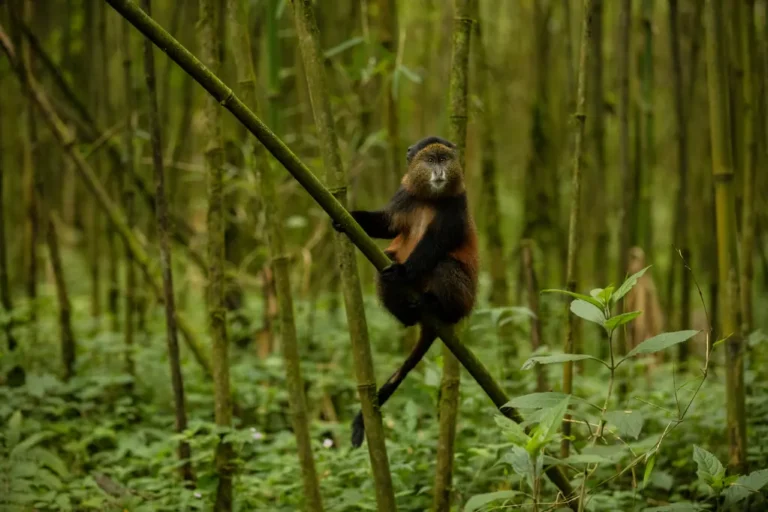 Rwanda National Parks: Complete Guide to the 4 Parks, Fees and Activities Golden monkey climbing bamboo stems in Volcanoes National Park, Rwanda