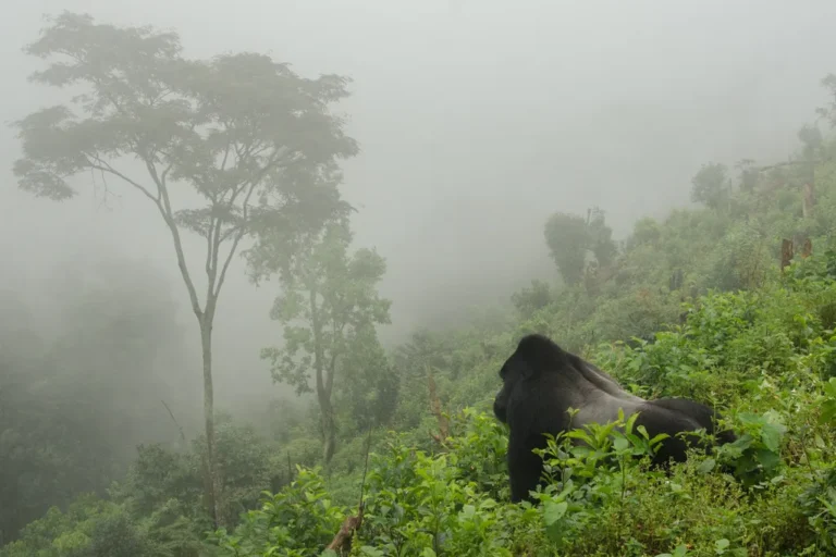 Rwanda National Parks: Complete Guide to the 4 Parks, Fees and Activities Silverback mountain gorilla resting in misty forest in one of the Rwanda national parks
