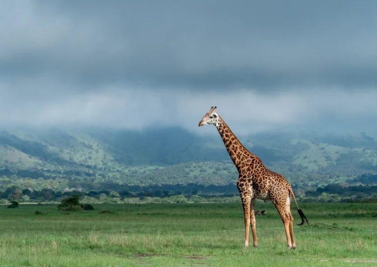 Rwanda National Parks: Complete Guide to the 4 Parks, Fees and Activities Giraffe on the open grassland of Akagera National Park in eastern Rwanda
