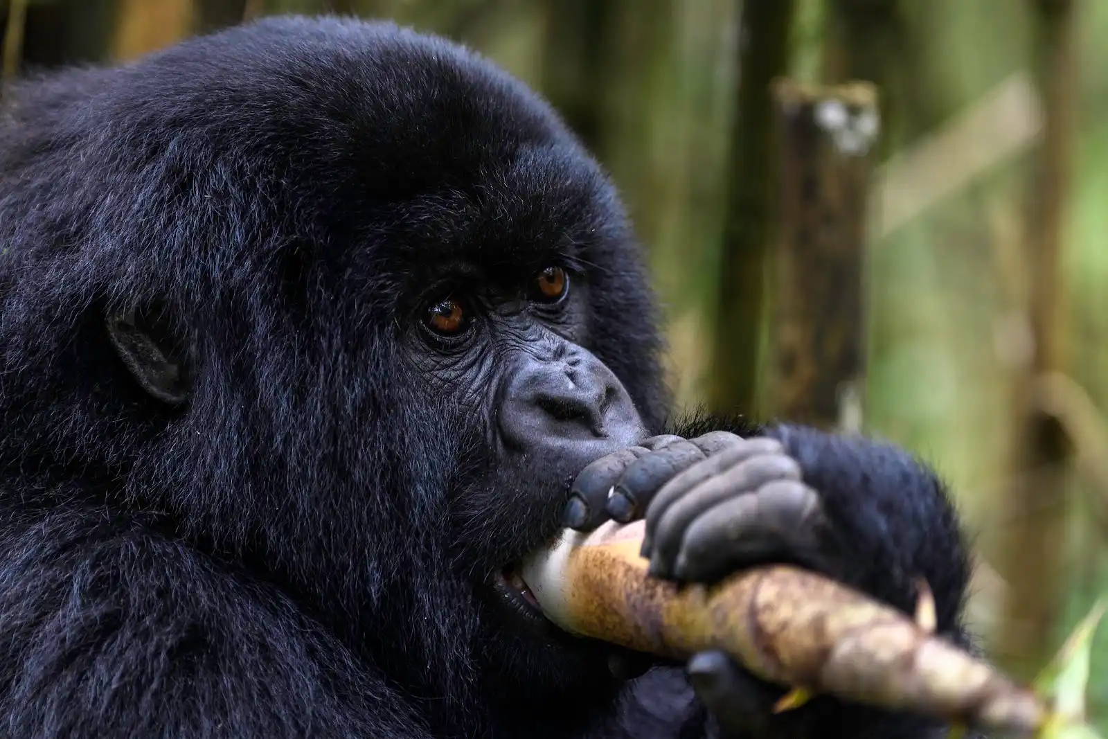 Best Rwanda Safaris And Gorilla Tours