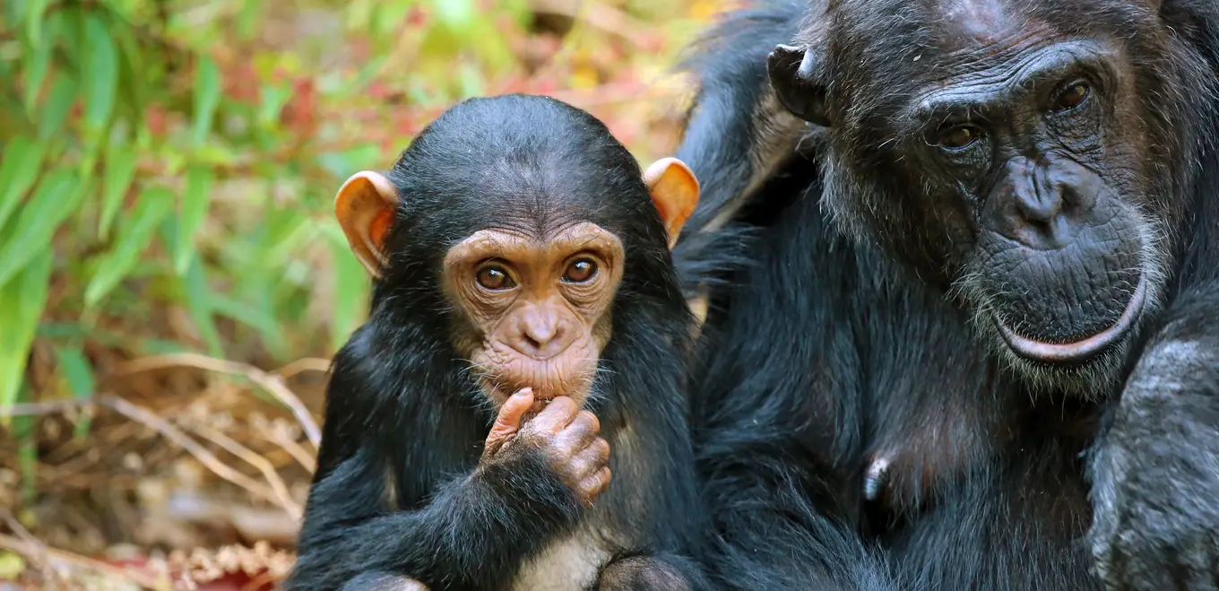 Rwanda Gorilla Trekking Tours