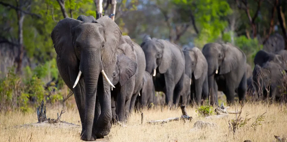 Tanzania National Parks